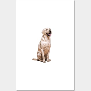 Labrador Retriever Golden Dog Posters and Art